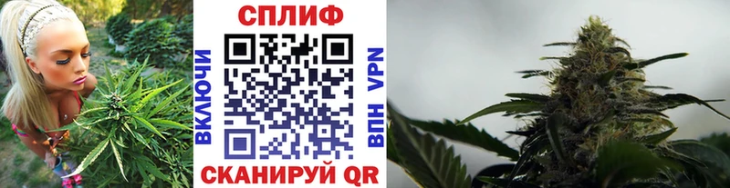 сколько стоит  Кашин  Бошки Шишки конопля 